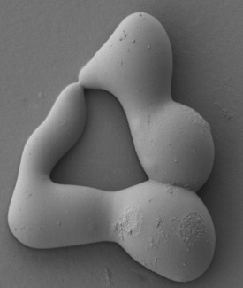 Fusion of two fungus germlings