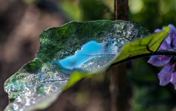 Closeup of leaf with copper stain from fungicide.