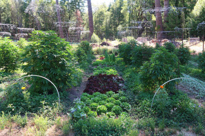 Cannabis plants on a farm in Northern California