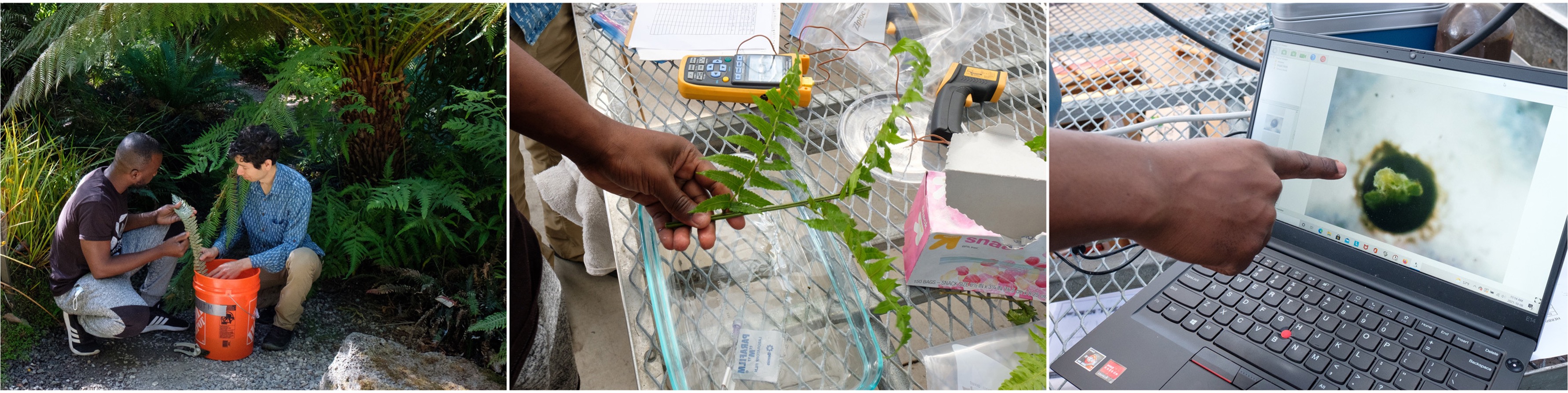 Left to right: (1) two people holding leaves next to a bucket, (2) an upclose image of a person holding a leaf (3) someone pointing to a graphic of a leaf on a laptop screen