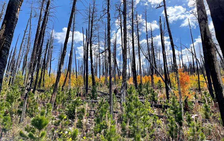 field of burned tree stumps
