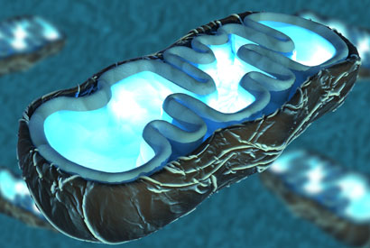 Illustration of a mitochondrion, a cell’s energy station. Illustration of a mitochondrion, a cell’s energy station.