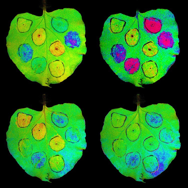 Tobacco leaves showing transient overexpression of genes