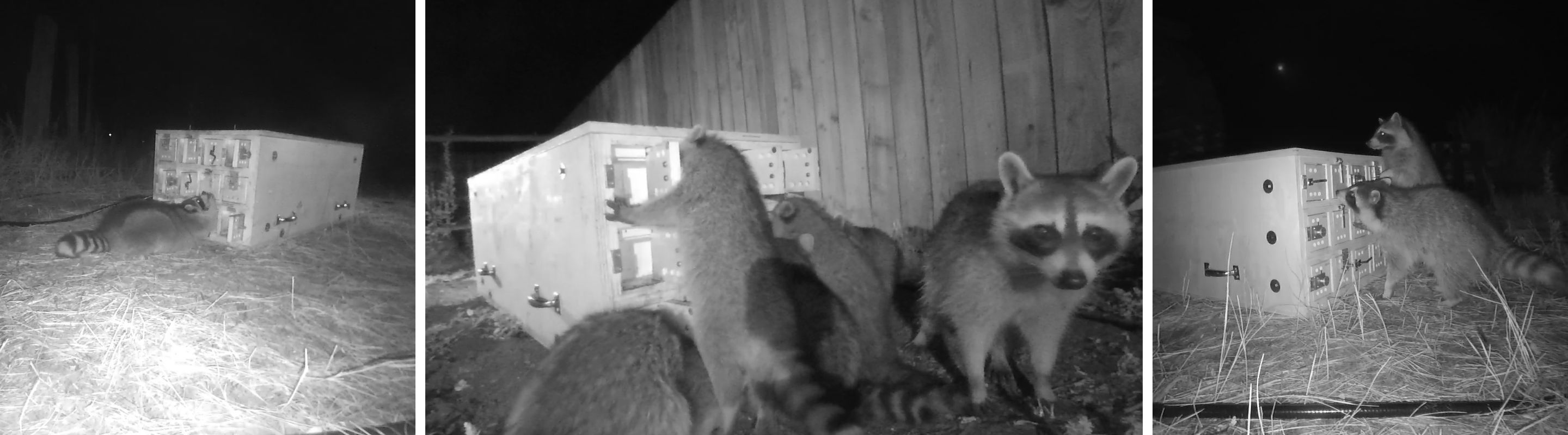 A composite banner of raccoons
