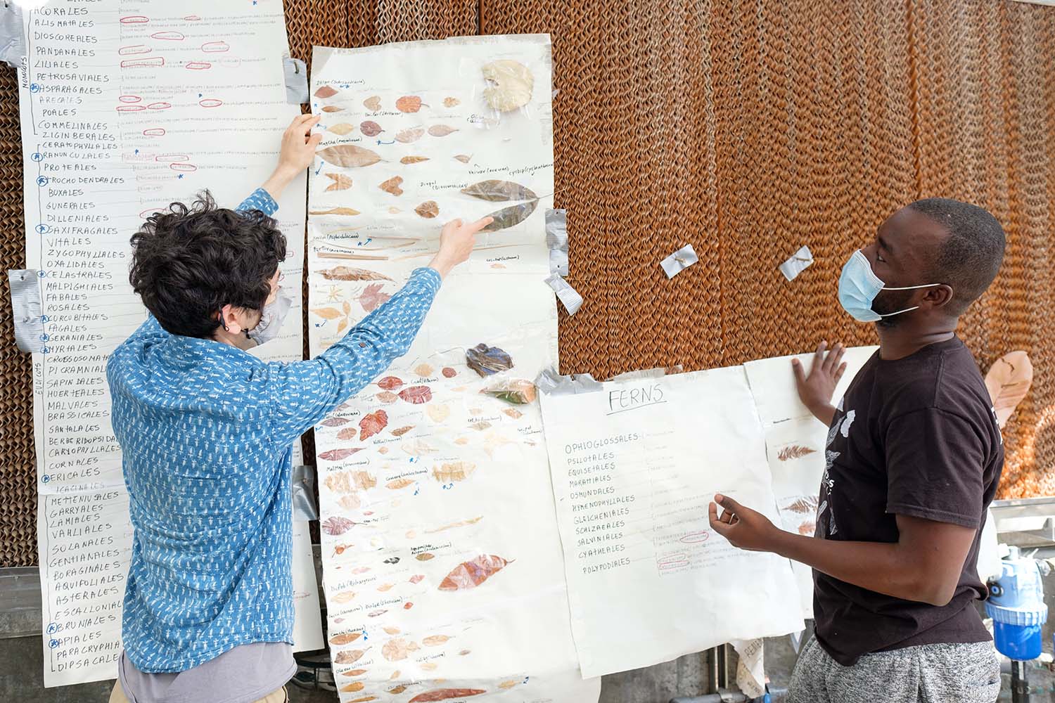Benjamin Blonder and Mickey Boakye placing posters of speciman samples of leaves onto a wall outdoors.