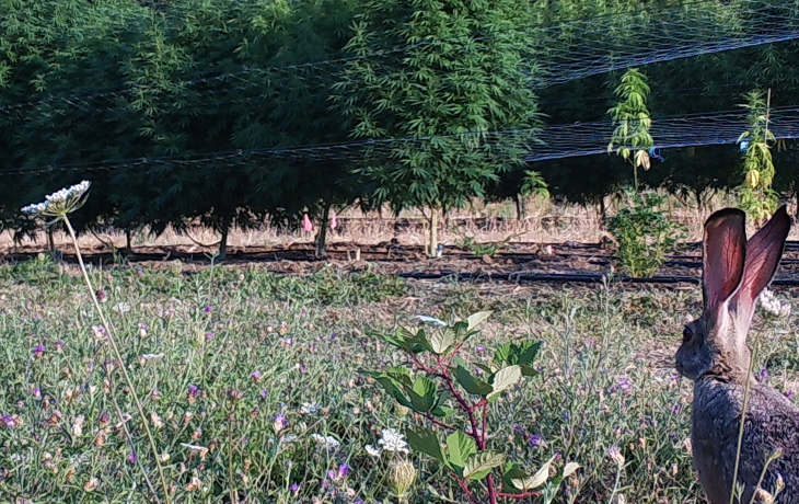 Rabbit looking at a field.