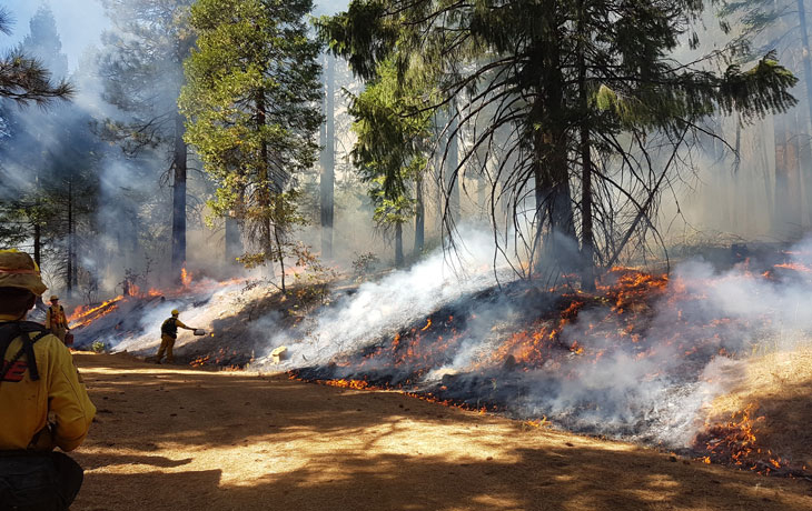 Image of prescribed burning in forest 
