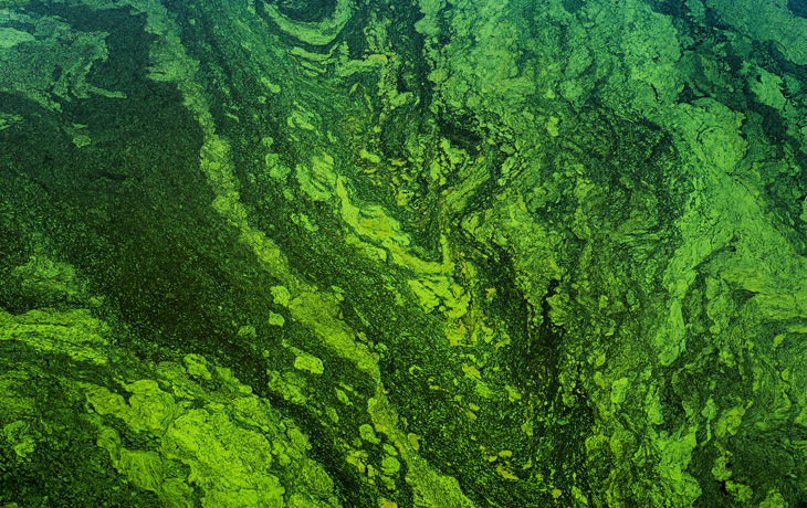 An image of green algae floating on the surface of a pond.