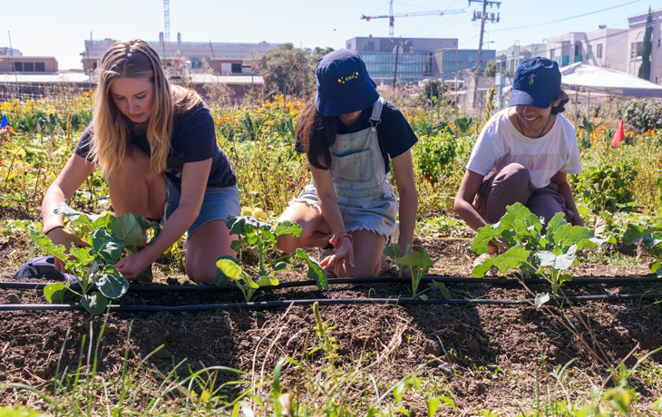 Three students tend to row crops at the Oxford Tract garden in Berkeley.