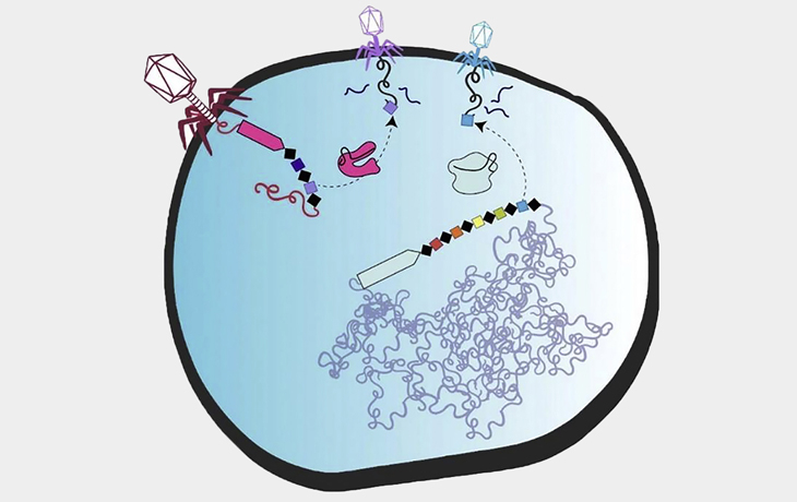 Scientific illustration of CRISPR-based genome-editing tools in viruses.