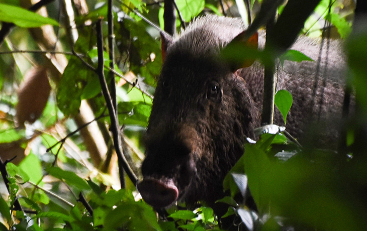 A bearded pig peeks through green foliage in the jungles of Borneo