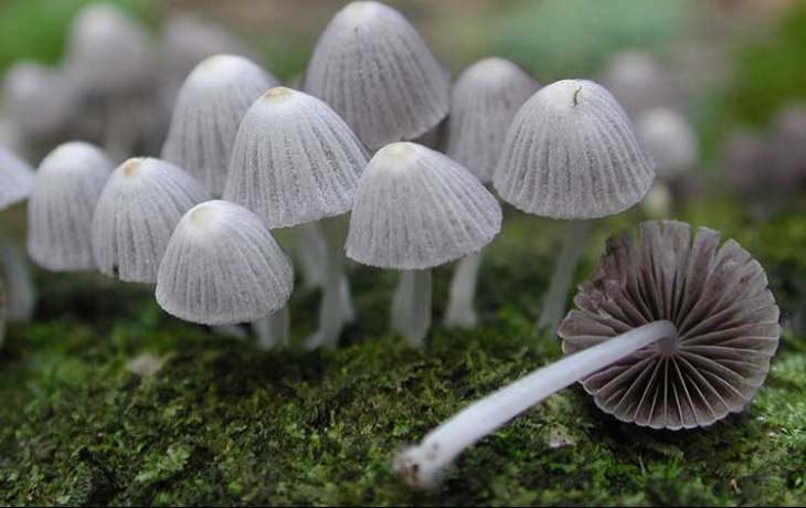 White mushrooms