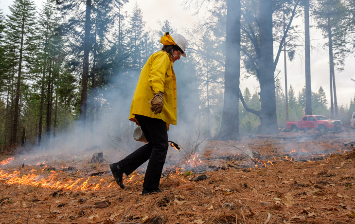 Person applying fire in the forest.