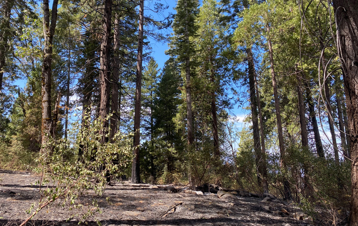 A photo showing a burned forest after the Mosquito Fire passed through Blodgett Forest Research Station.