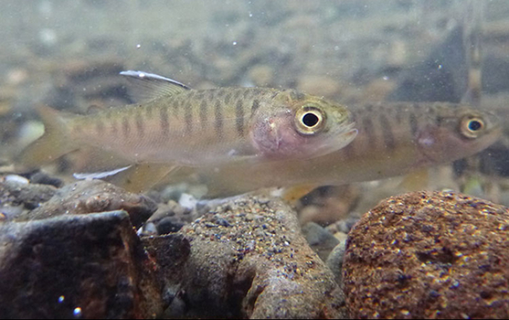 Juvenile coho salmon