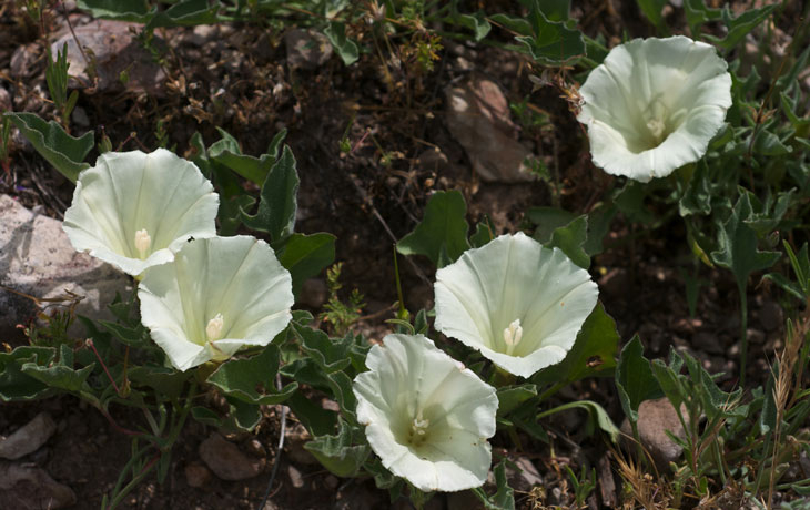 Calystegia subacaulis flower 