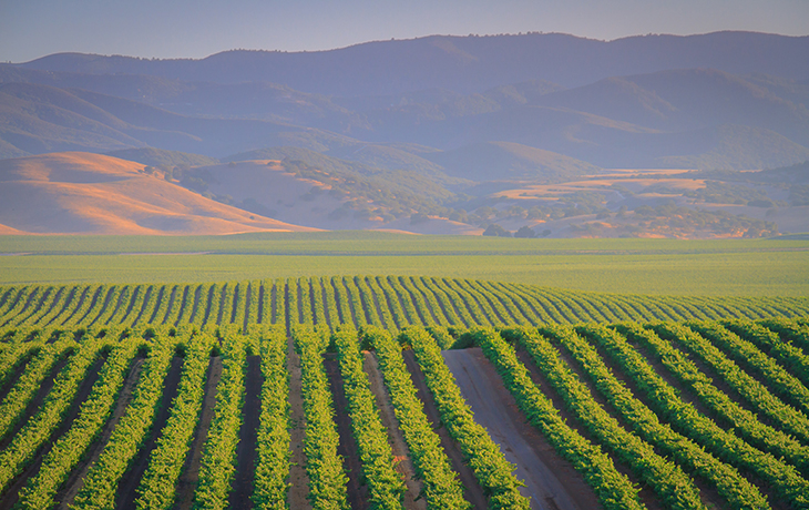 Photo of Central Coast vineyards.