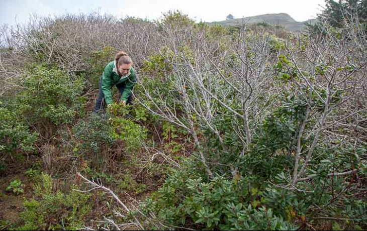 A woman clears out dead plants in a California restoration site