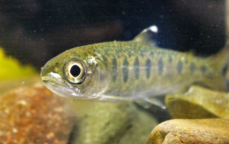 An underwater photo of a juvenile coho salmon