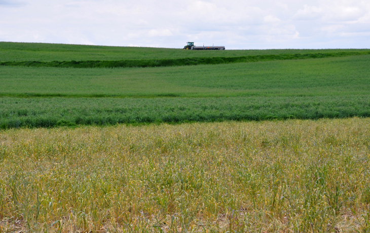 A distant tractor tills a field of green and brown crops. NRCS/SWCS photo by Lynn Betts