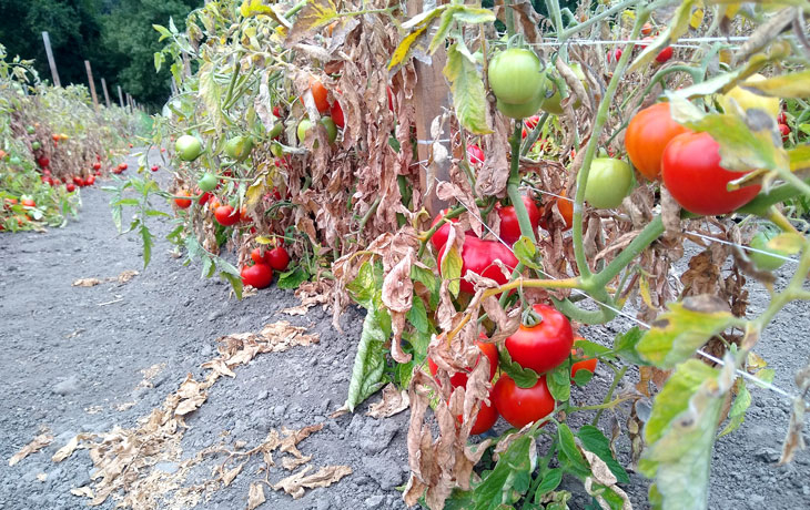 Image of dry tomatoes