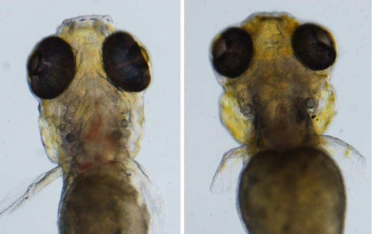Figure of zebrafish used in experimentation