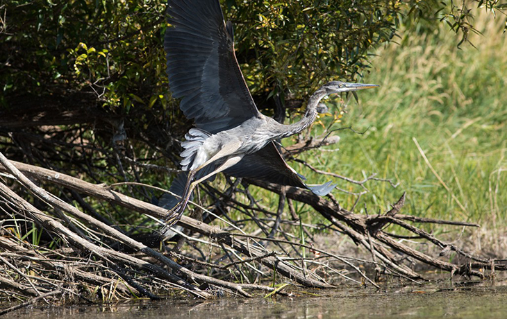 A bird flying over a body of water