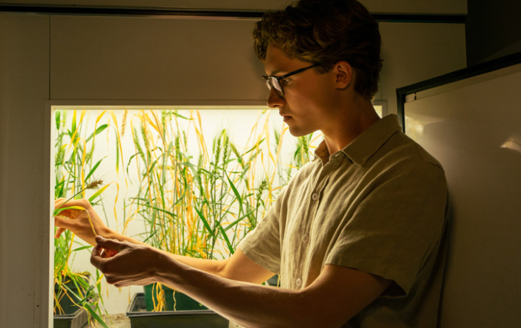A researcher examining leaves of rice plants in a lab