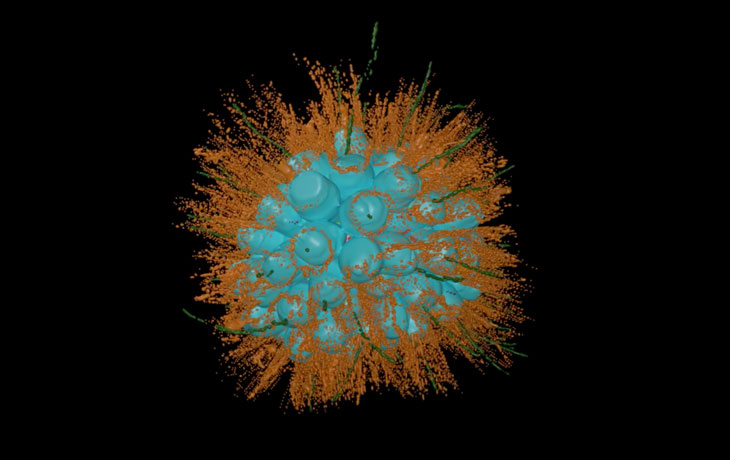 A 3D reconstruction of a spherical colony of 70 choanoflagellates from the newly-named species Barroeca monosierra discovered in Mono Lake. 