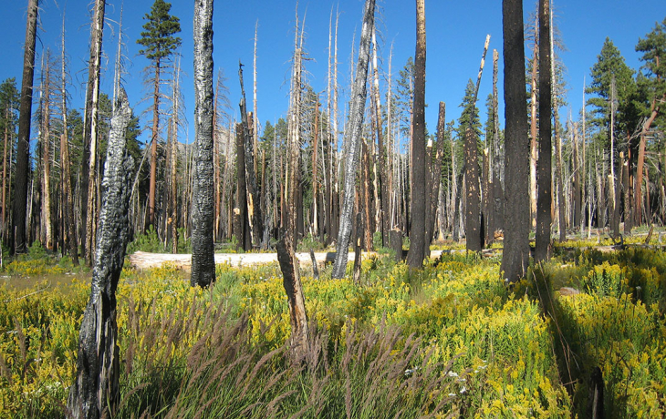 Forest Patch now a wetland