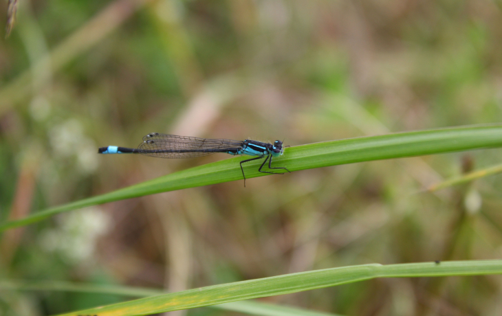 Blue-tailed damselfly