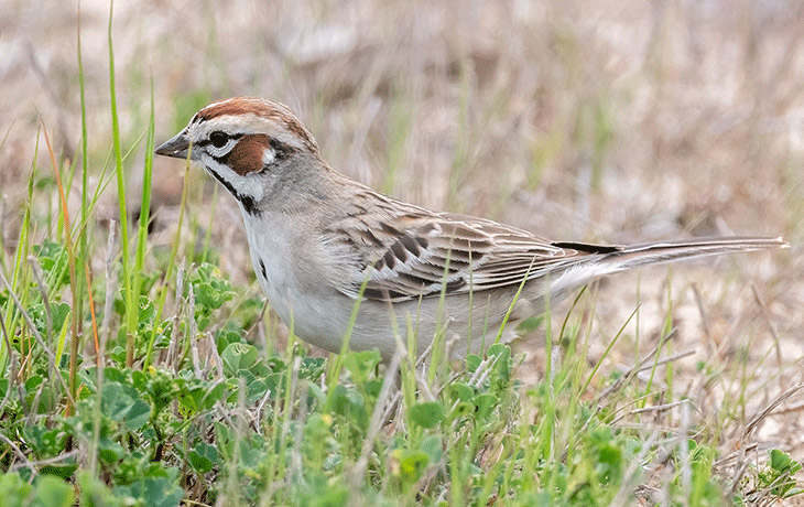 image of lark sparrow 