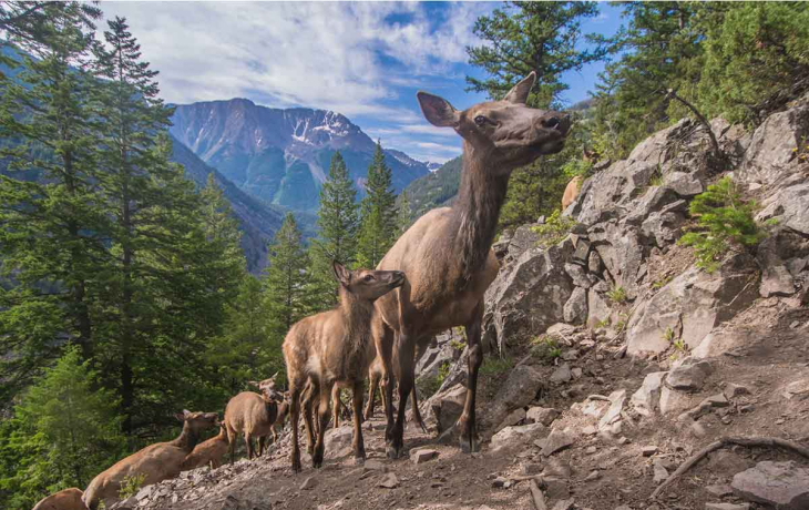 Elk in Yellowstone National Park, photographed by Joe Riis
