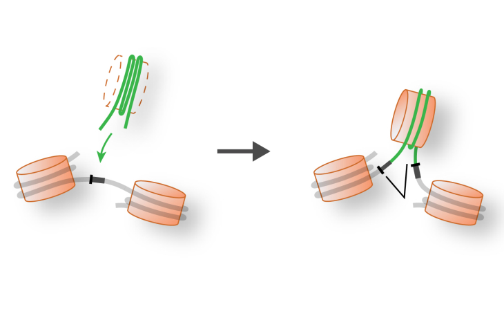 Graphical representation of introns and genomes