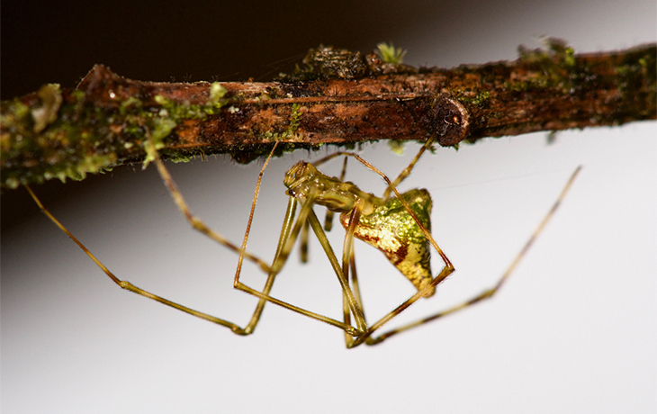 Mottled molokai spider from Hawaii