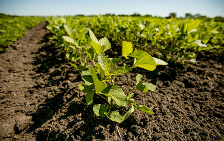 Seedling plants growing in a field