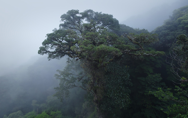 A photo of a cloud rainforest canopy.