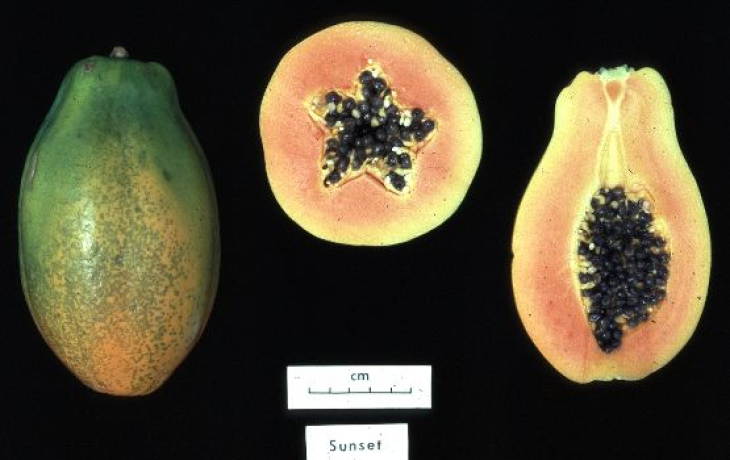 papaya cut in half