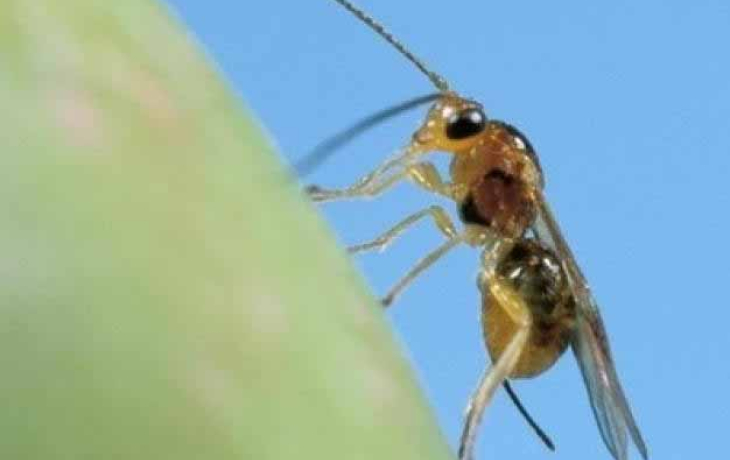 The olive fruit fly