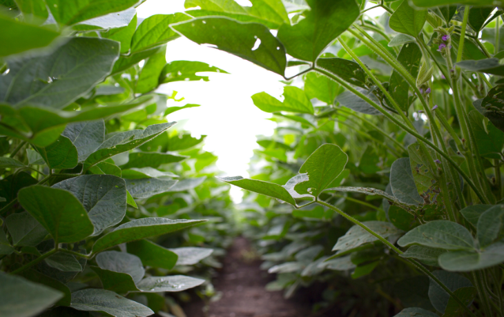 Ground shot of soybean leaves growing