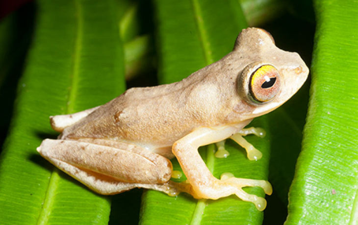 Photo of a frog species native to the Philippines. 