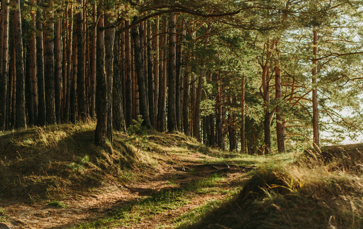 The trunks of thin trees in a forest and patchy grass at sunset.