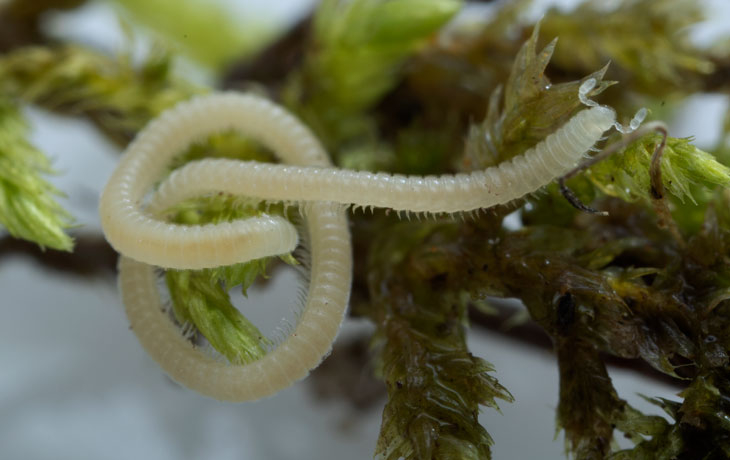 Image of Millipede 
