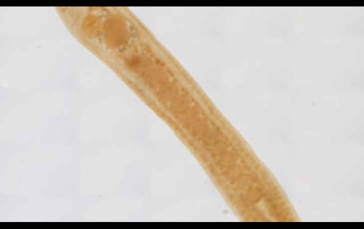 A parasite by the name of Schistorchis stenosoma