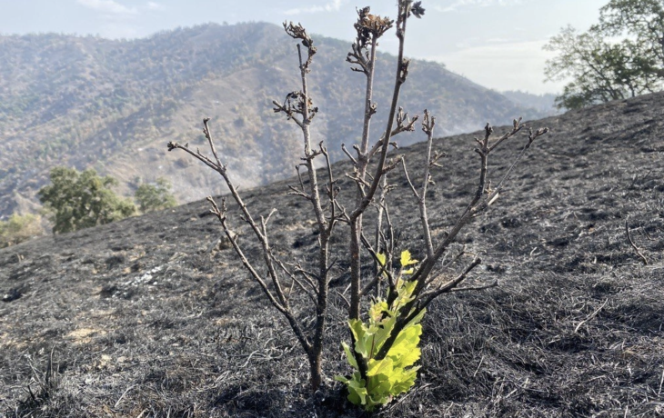 Shrub on burned soil