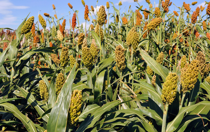 Sorghum plants grow in a field.