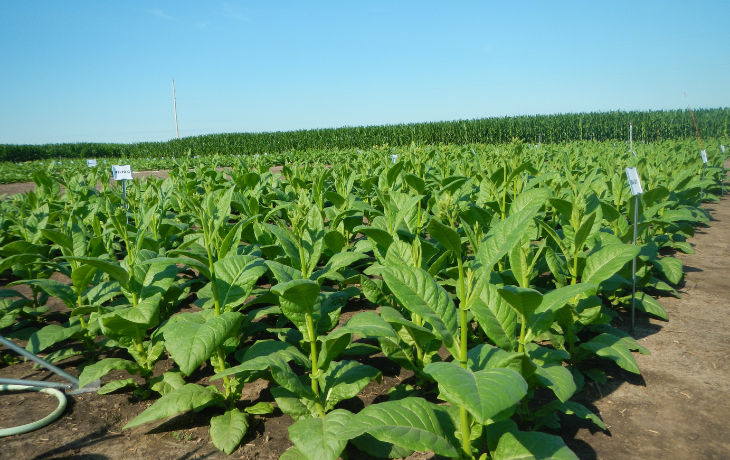 Soybeans growing outdoors.
