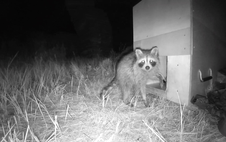 Black and white nocturnal camera capturing a raccoon staring at it while trying to go into a box with a hole.