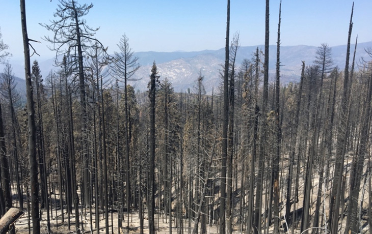 A forest after being burnt