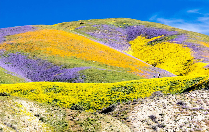 Superbloom
